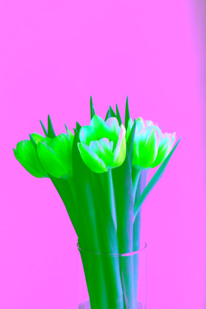 红黄郁金香在一束在一个圆形花瓶垂直库存照片图片下载