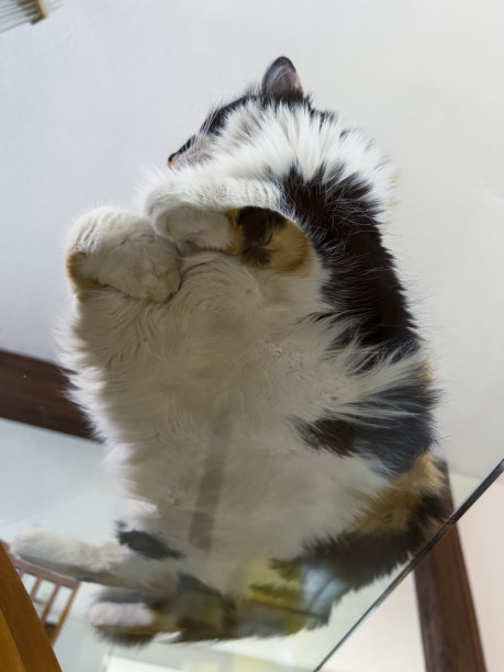猫在玻璃餐桌上图片下载