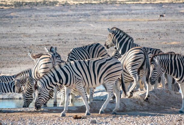 斑马在Nebrownii水坑在埃托沙国家公园，纳米比亚图片下载