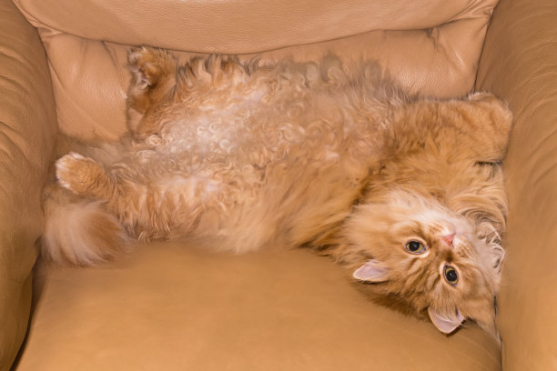 姜猫躺在旧的黄色皮革扶手椅上图片下载