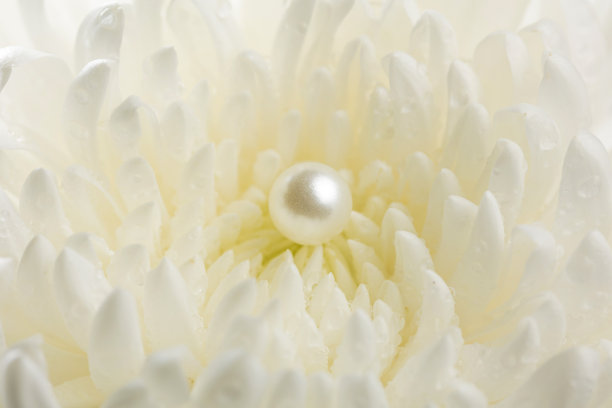 花中的珍珠图片下载