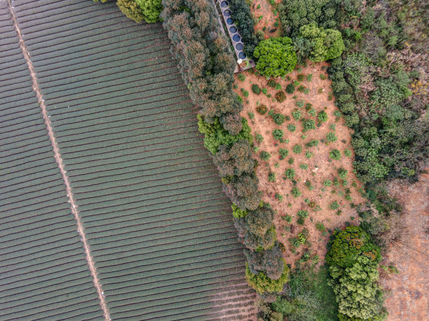 乡村农业种植园的鸟瞰图图片下载