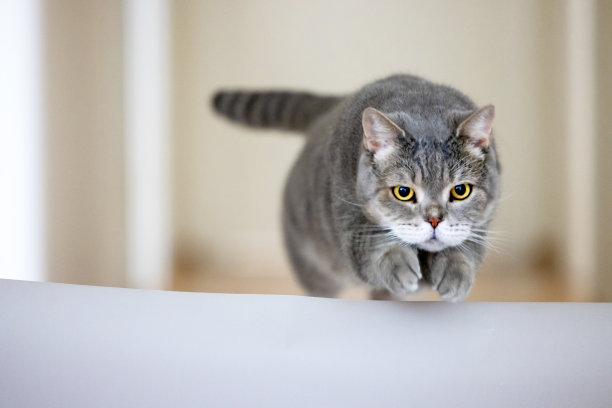 猫跳过跨栏。前视图图片下载