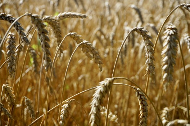 小麦是一种因其种子而被广泛种植的草，是一种世界性的主食谷物。许多种小麦共同组成了小麦属，最广泛种植的是普通小麦。图片下载
