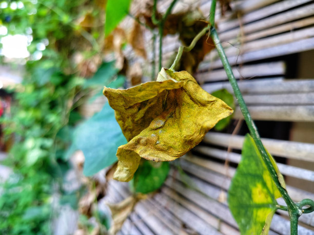 黄瓜叶子图片下载