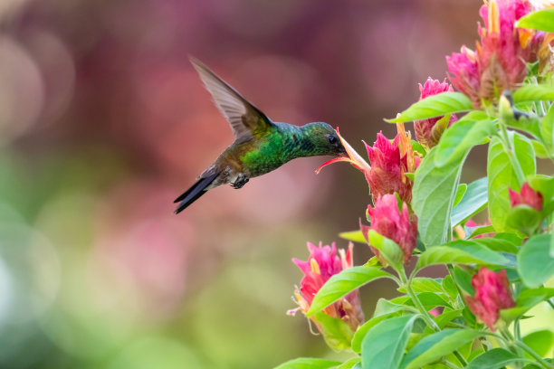 铜臀蜂鸟正在吃虾植物花与粉红色的散景背景。图片下载