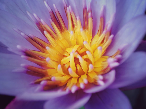 睡莲的特写图片下载