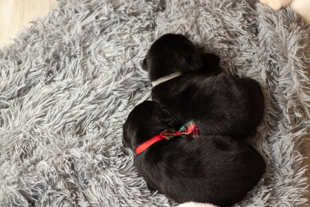 很多小拉布拉多犬睡在房间地板上的灰色地毯上图片下载