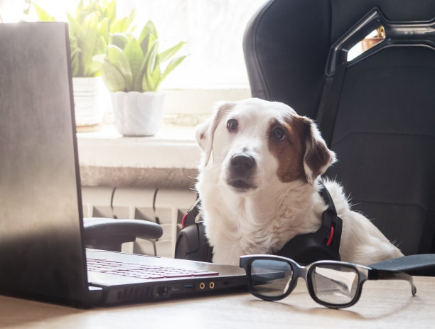 戴着耳机的白狗坐在办公桌前。在家工作的概念，培训。图片下载