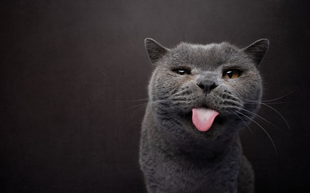 淘气的猫伸出舌头的肖像图片下载