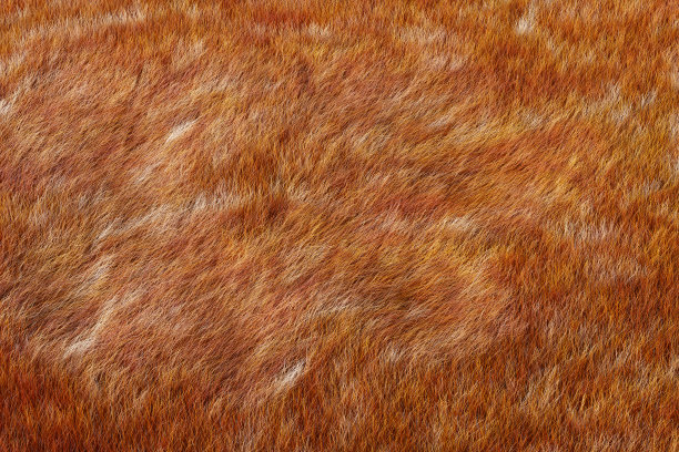 狗毛皮毛。3d渲染图片下载