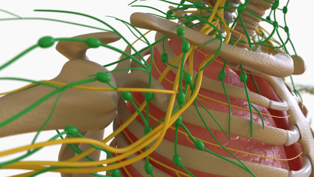 人体淋巴结解剖的医学概念3D渲染图片下载