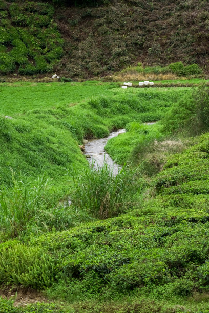 森林景观中的河流瀑布。水流在小溪里，带着石头和草地。茶园里的小溪。茶园里河流的湍急水流图片下载