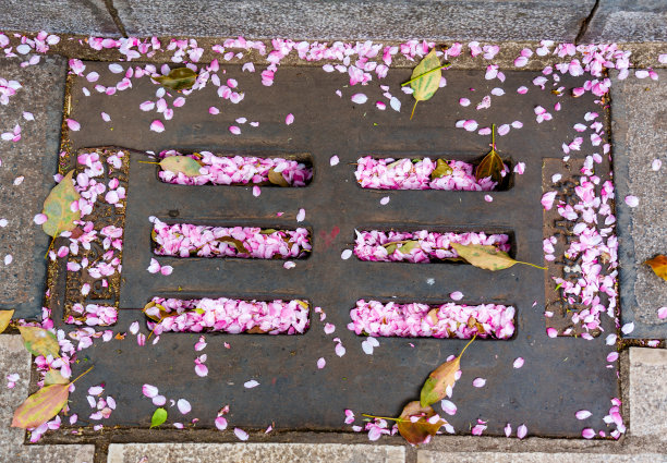 春天的樱花花瓣飘落在地上图片下载