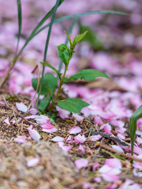 春天的樱花花瓣飘落在地上图片下载