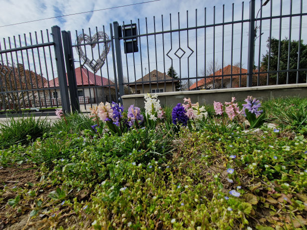 美女、鲜花照片图片下载