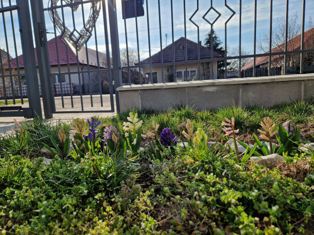 美女、鲜花照片图片下载