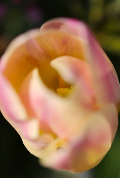 粉红色和黄色水彩花郁金香头。花蕾内部的微距特写照片，显示雄蕊和雌蕊。图片下载