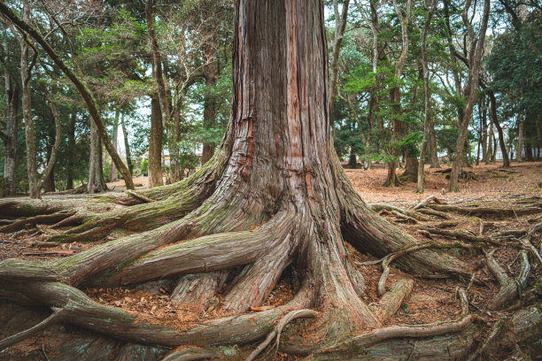 失去低角度视图的树的突出的根图片下载