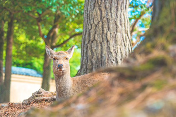 日本奈良的鹿图片下载