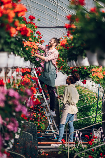 一对多种族的园丁夫妇在温室里工作，使用梯子图片下载