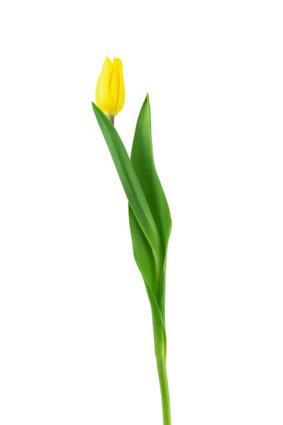 新鲜的花朵，刚剪下来的带叶子的黄色和粉色郁金香，孤立的图片下载