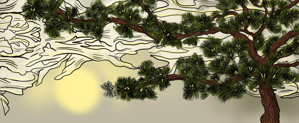 松树与天空图片下载