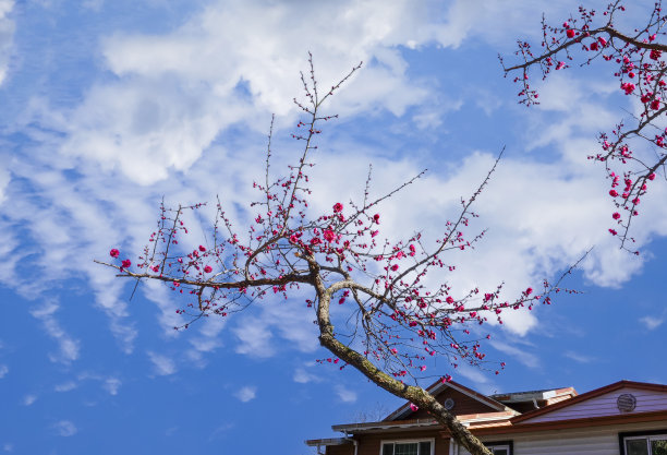 红梅图片下载