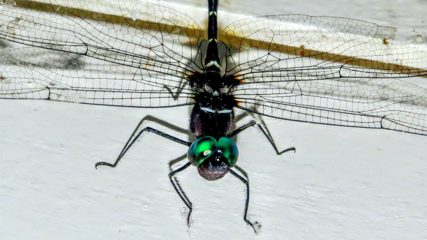 一只美丽有趣的蜻蜓图片下载