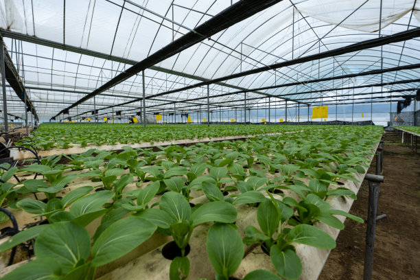 绿色蔬菜水培温室图片下载