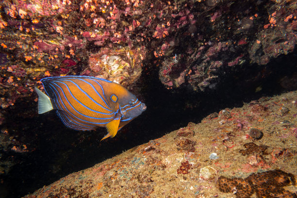 蓝环天使鱼POMACANTHUS ANUNULARIS图片下载