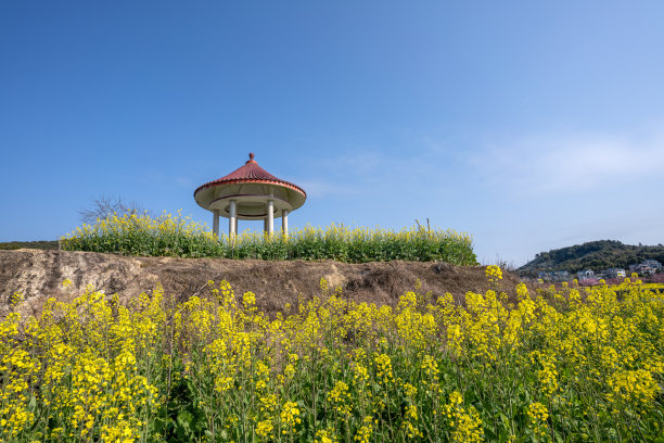 油菜花田边的亭子图片下载