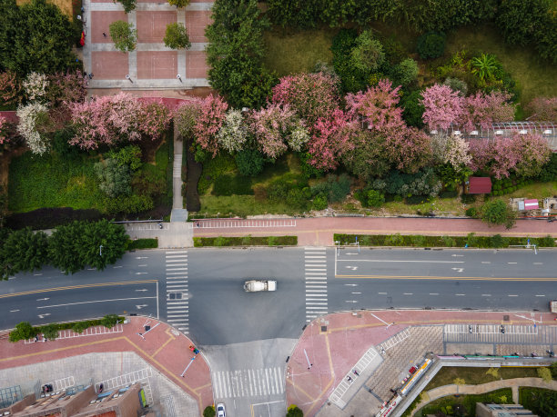 两旁种满花草树木的城市道路图片下载