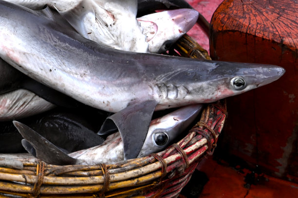 小鲨鱼图片下载