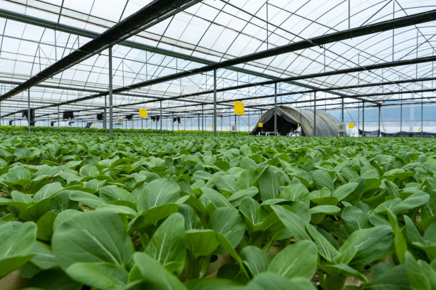 绿色有机蔬菜水培温室图片下载