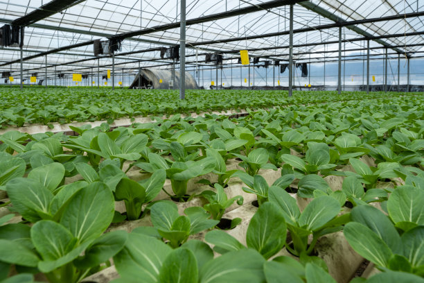 绿色有机蔬菜水培温室图片下载