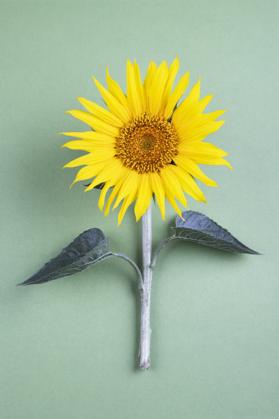 向日葵图片下载