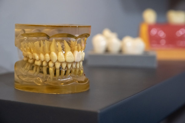 样本牙齿模型图片下载