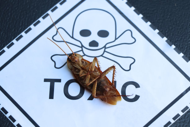 实验室蟑螂及化学杀蟑产品图片下载