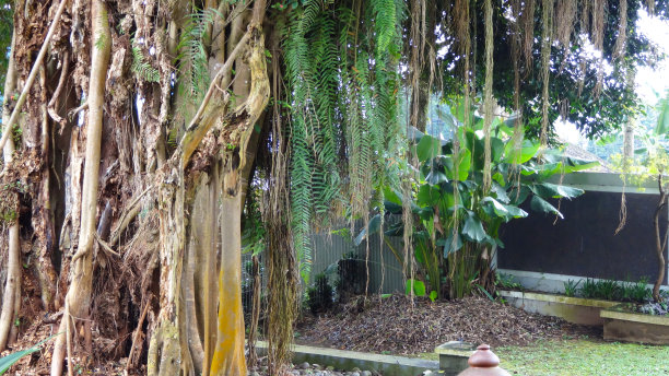 老榕树图片下载