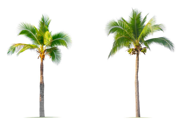 椰子树。图片下载