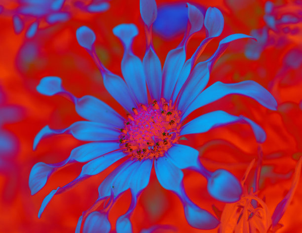 艺术背景花骨精接近图片下载