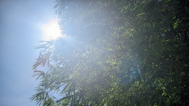 a group of bamboo trees growing in a tropical forest area of ​​Asia, illuminated by the sun during the day looks beautiful.图片下载