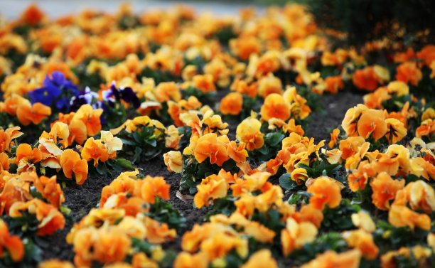 公园里橙黄色的紫罗兰图片下载