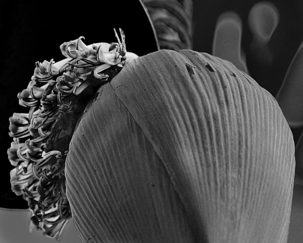 香蕉树-田野-植物学-自然-野生动物-蚂蚁-环境保护-黑色和白色图片下载