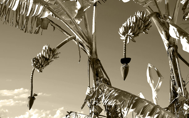 香蕉树-田野-植物学-自然-环境保护-黑色和白色图片下载