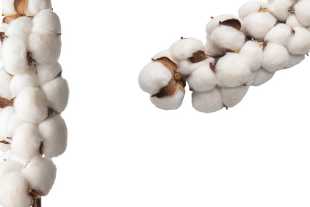 棉花花枝孤立在白色背景上。图片下载
