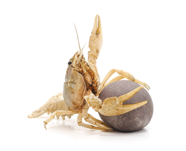 石头上有白色的小龙虾。图片下载