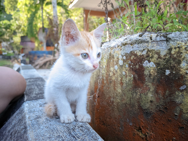 一只可爱的白色黄色小猫坐在花园里的水泥地上图片下载
