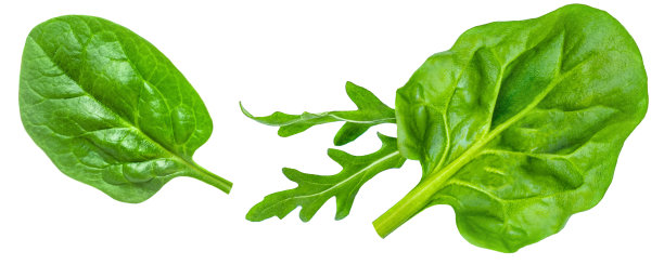 在白色背景上孤立的菠菜叶。新鲜菠菜，芝麻菜。平的。集合图片下载